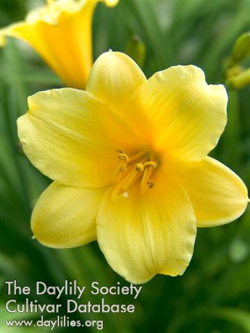 Daylily Penny's Worth